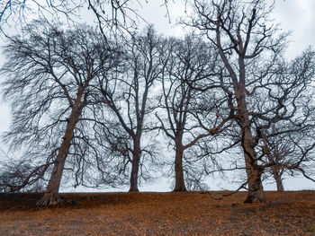 Bare trees on field against sky