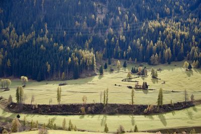 High angle view of pine trees on field