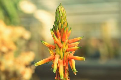 Close-up of yellow flower