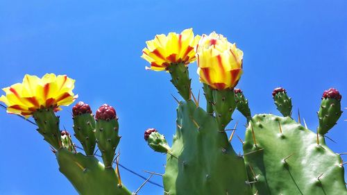 Low angle view of yellow flowers blooming against blue sky