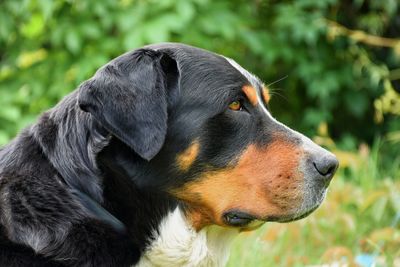 Close-up of dog looking away