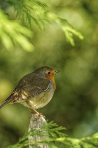 Close-up of bird perching on branch