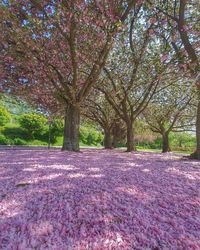 View of cherry blossom trees in park