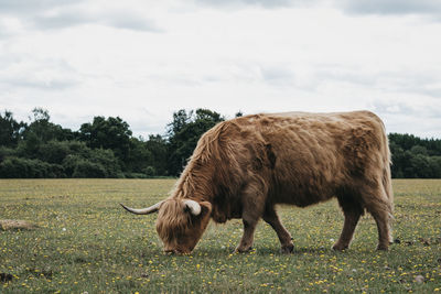 Side view of the highland cattle grazing in a field inside the new forest park in dorset, uk.