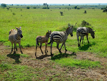 View of zebras on field