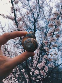 Close-up of snail on tree
