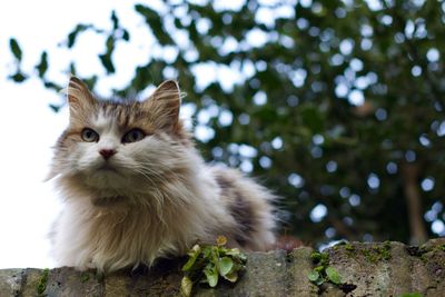 Portrait of cat sitting on tree