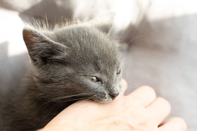 Close-up of hand holding kitten at home