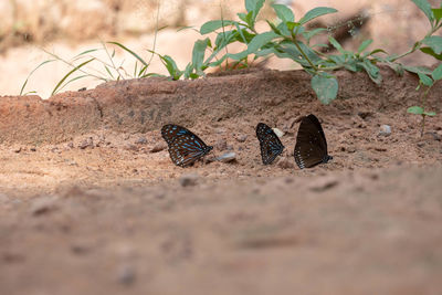 Close-up of butterfly on sand