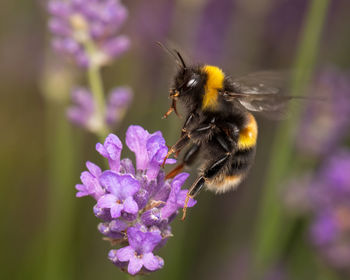 Close-up of honey bee pollinating on purple flower