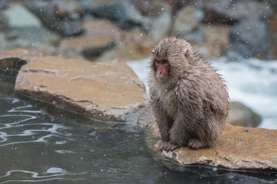 Monkey in a lake