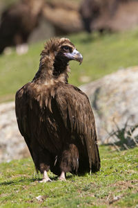 Bird perching on a field