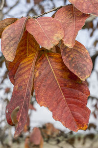 Close-up of dry maple leaves on tree