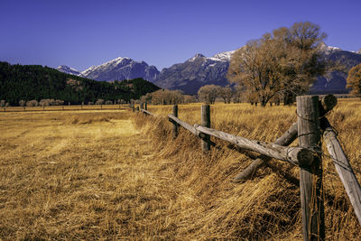 Scenic view of field against clear sky