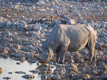 Endangered black rhinoceros drinking at waterhole, etosha national park, namibia