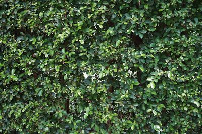 Full frame shot of ivy growing on land