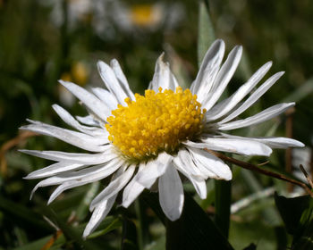 Close-up of white flower