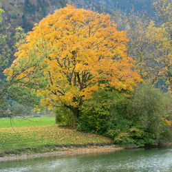 Scenic view of trees by lake during autumn