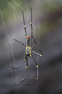 Spider on web