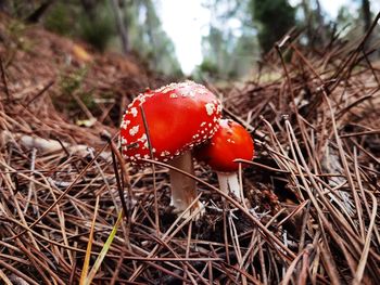 Close-up of fly agaric mushroom on field