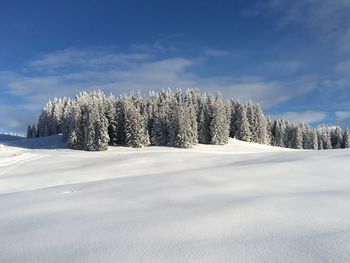 Trees on snow covered landscape against sky