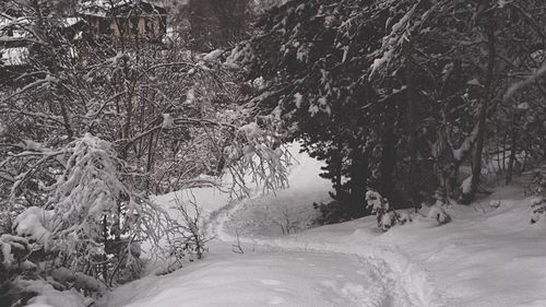 Snow covered road along trees