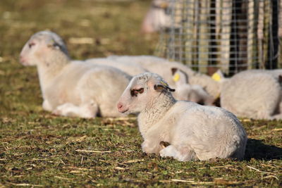 Sheep in a field