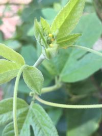 Close-up of insect on plant