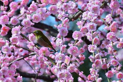 Close-up of pink flowers blooming on tree