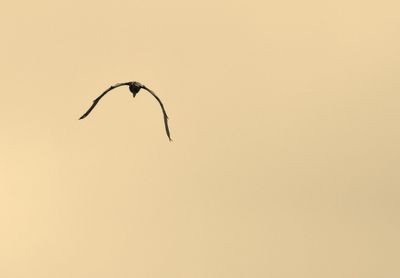 Low angle view of silhouette bird flying against clear sky