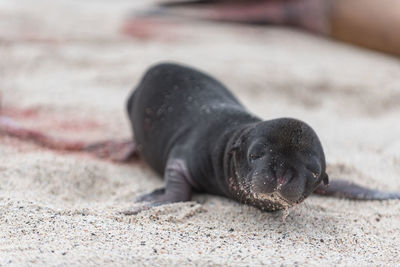 Close-up of sea lion lying on sand at beach