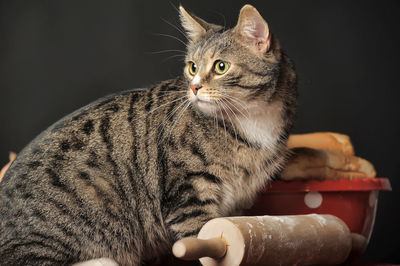 Close-up of hand holding cat against black background