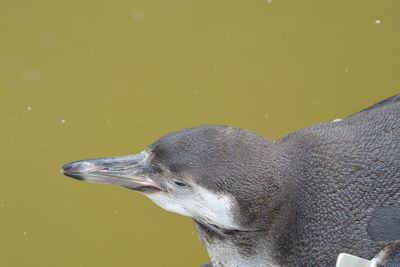 Close-up of duck swimming in lake