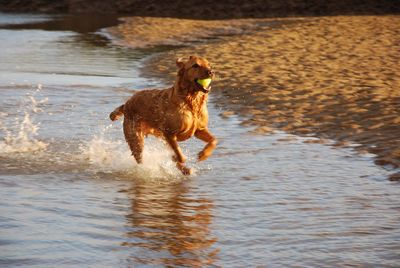 Dog carrying ball while running in sea
