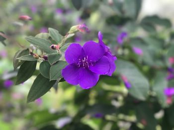 Close-up of purple flowers blooming outdoors