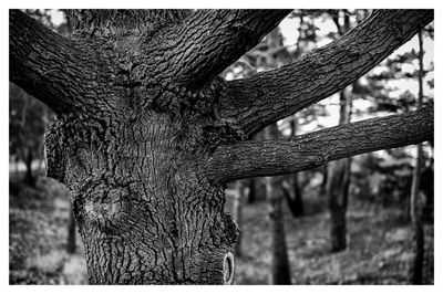 Close-up of plant against blurred background