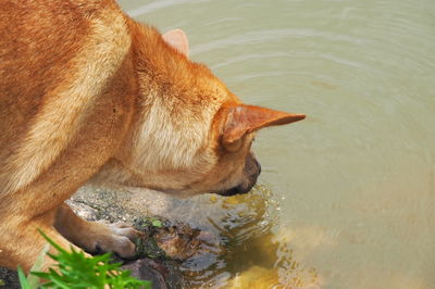 High angle view of dog drinking water