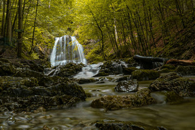 Scenic view of waterfall in forest