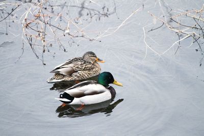 High angle view of mallard duck swimming on lake