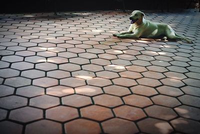 Dog sitting on footpath