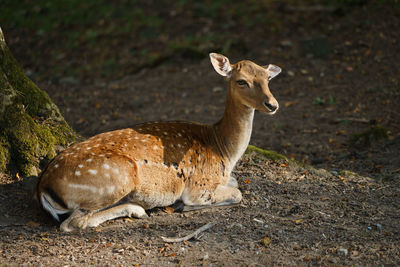 Deer sitting on ground