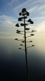 Tree by sea against sky during sunset