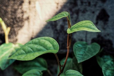 Close-up of plant growing outdoors