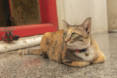 Close-up of a cat looking away