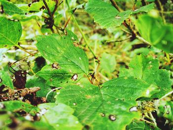 Close-up of green leaves on plant