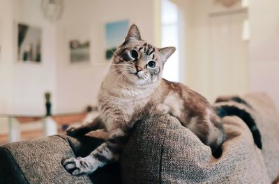 Cat sitting on sofa at home