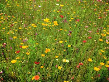 Yellow flowers blooming in field