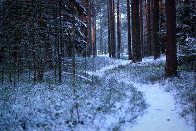 Snow covered trees in forest