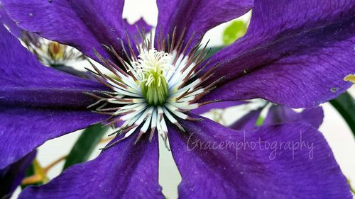 Close-up of purple flower blooming outdoors