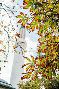 Close-up of tree against sky